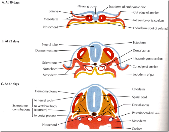 Development of Musculoskeletal System